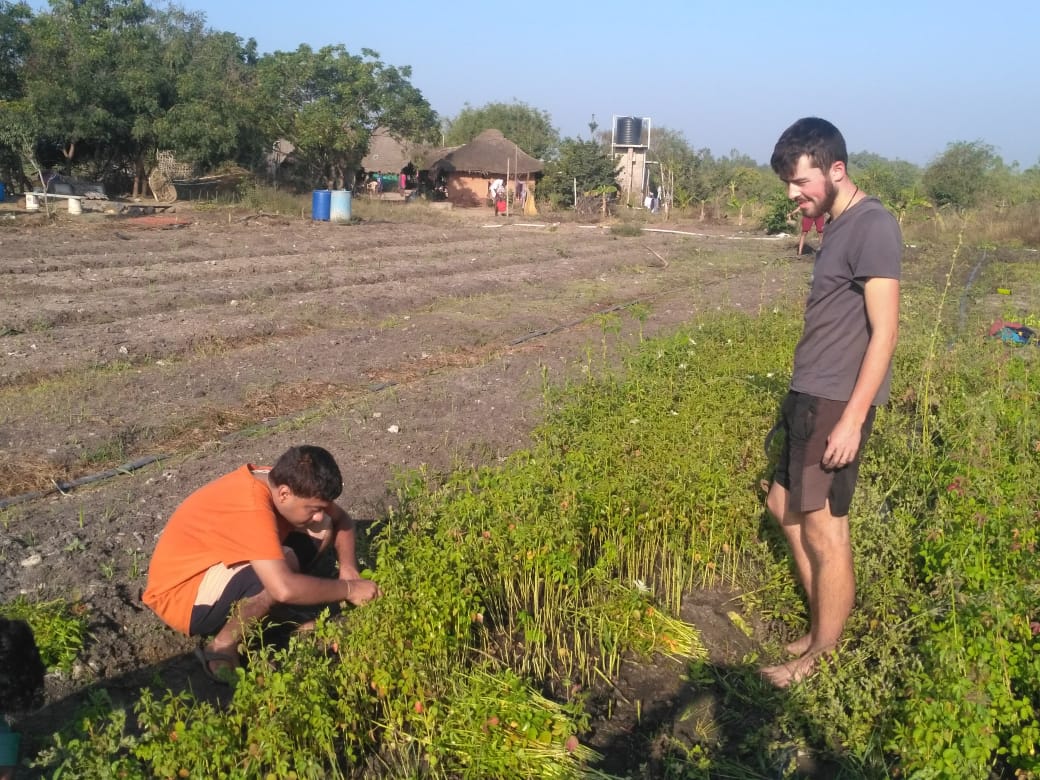 Two men work in a field harvesting plants. One man crouches down to pick the plants while the other stand in the dirt in a newly harvested area.