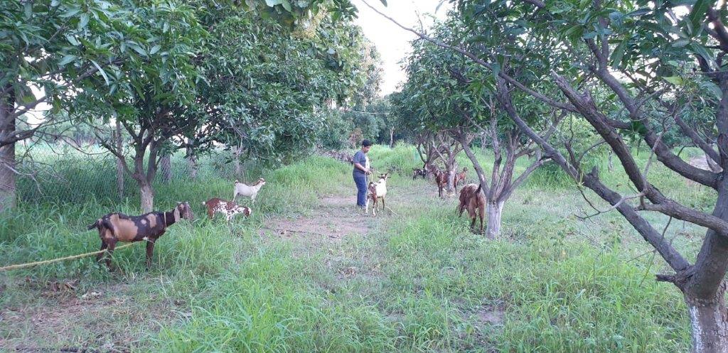 A young man and eight goats stand on a grassy, tree-lined path.