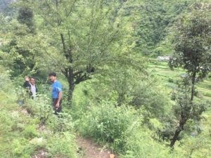 handwork and heartwork - Uttarakhand forest